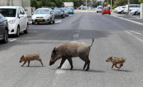 Cinghiali in centro urbano