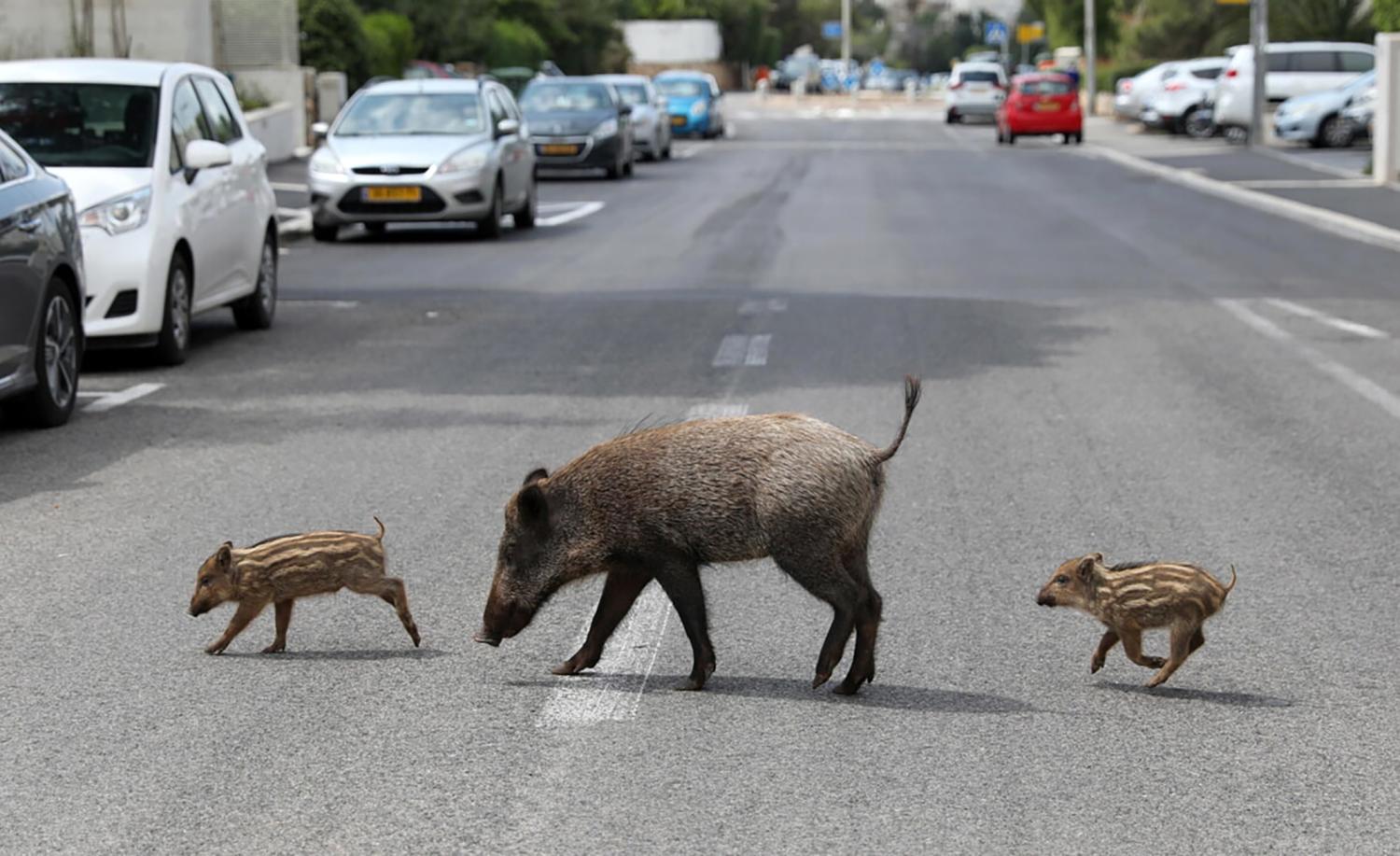 Cinghiali in centro urbano